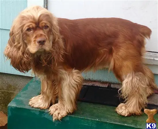 Cocker Spaniel stud dog